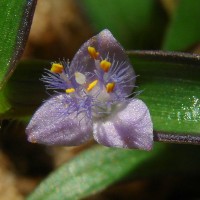 Cyanotis axillaris (L.) D.Don ex Sweet